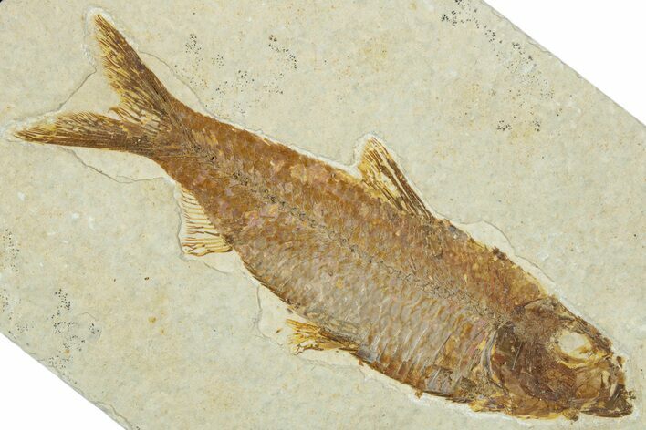 Detailed Fossil Fish (Knightia) - Wyoming #330786